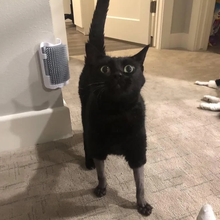 Partially shaved cats