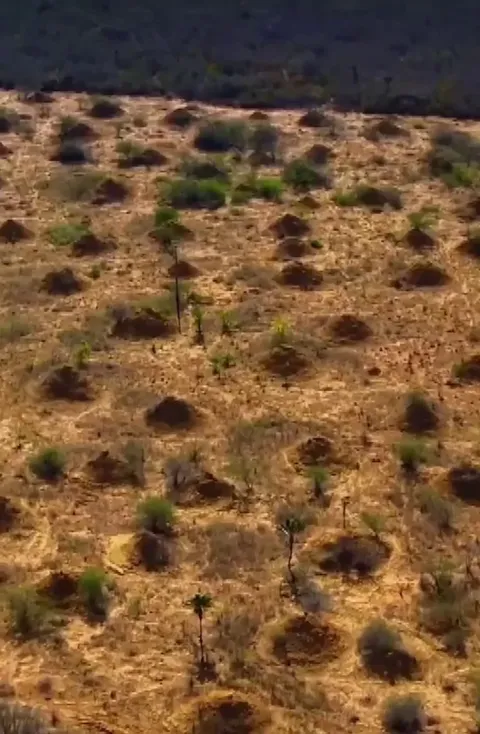 An ancient termite mega city in Brazil, a colony that's estimated to be 4,000 years old and covers an area of 230,000 square kilometers (88,800 square miles), roughly the size of Great Britain.