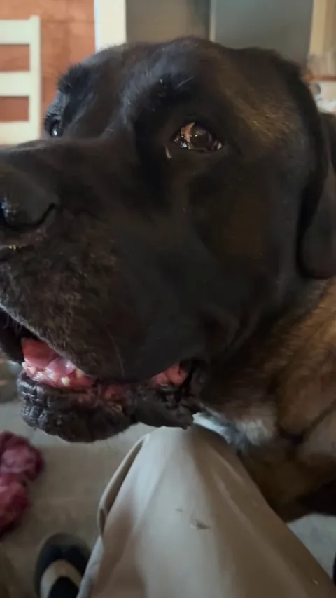 Gus is mad because he didn’t get second breakfast.  (He never does, but tries for it anyway)