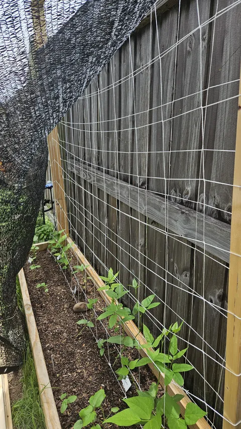 Mentioned to my bf that I needed a trellis for my beans and I came out the next day to find this setup. 🥹 How'd he do? 