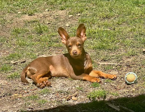 Y’all remember Baby Bowen Arrow? He’s changed a bit 😂 final pic was just taken today. Prepare yourselves.