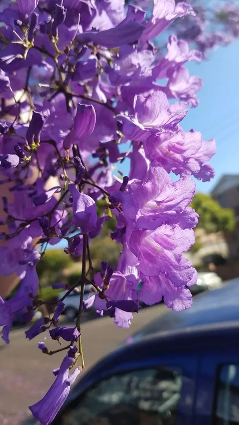 im from mexico and this is a jacaranda is mi favorit plant here