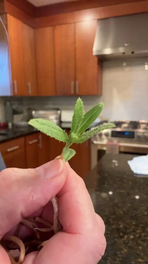 There’s a reason thistle is so hard to eradicate! Check out this baby plant