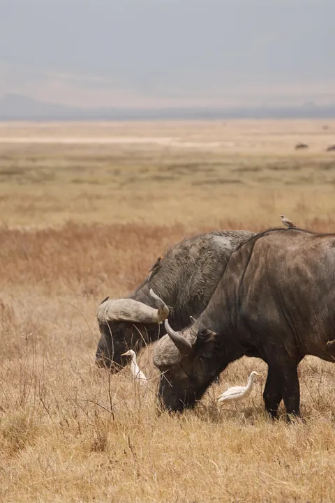 Why October in Tanzania was the best travel decision I’ve ever made (Serengeti &amp; Ngorongoro)