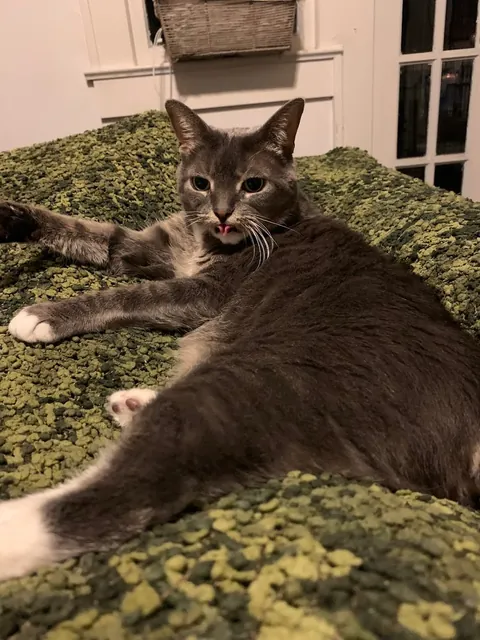 Goodnight my queen, 16 years was not enough and I am devastated.