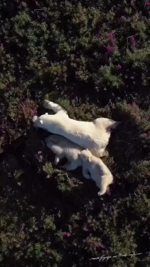 🔥 Beautiful moments of a Mama Polar Bear with her Cubs in the mesmerizing Arctic 🔥