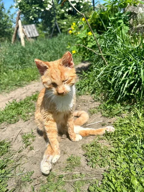 My Sundays are for volunteering at a cat hospice. I think I look forward to it even more than them