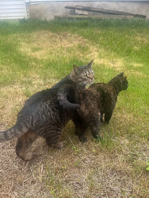 Is my cat bigger than the average male cat? I feel like he's huge