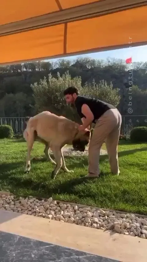 which breed is it‽