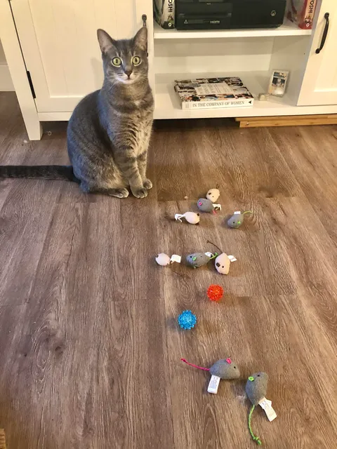 I just found 11 toys under the dresser of a very poor kitty who says she has no toys