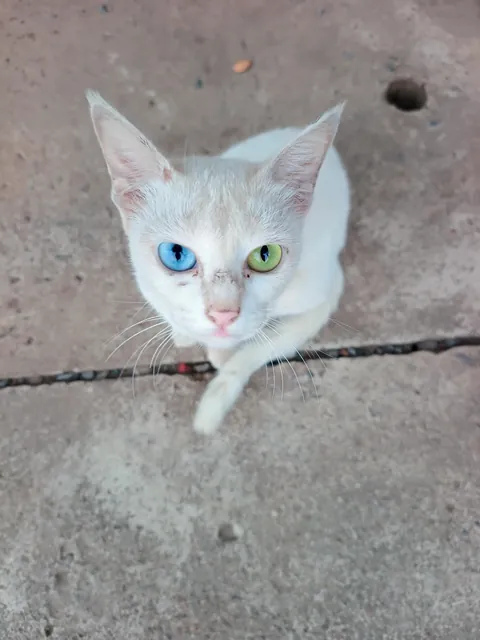 Heterochromia
