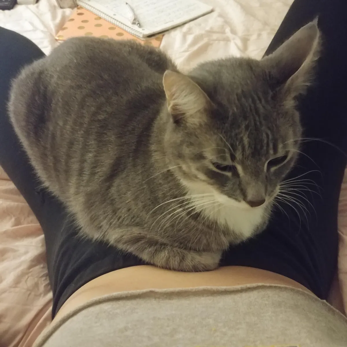 Anyone else's cat sleep on your butt/body??
