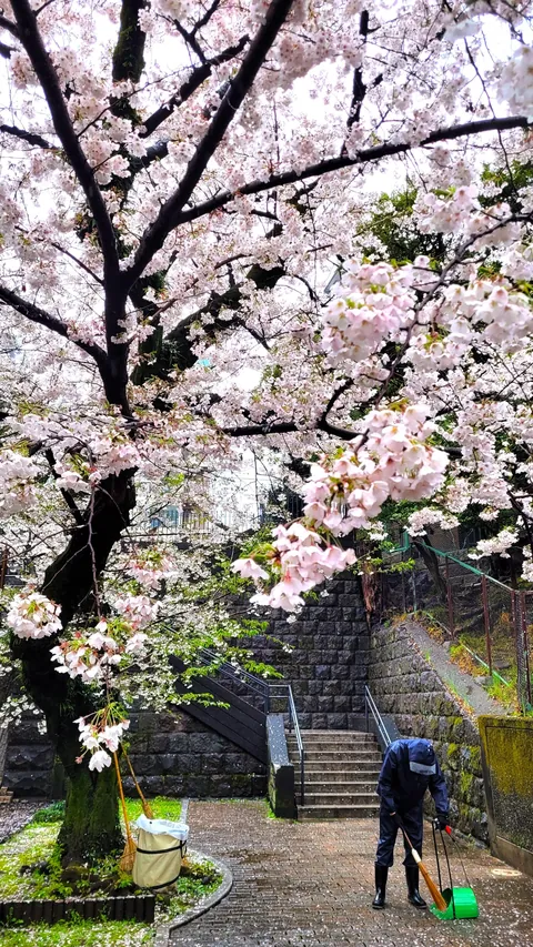 Tokyo under cherry blossoms, Mar/Apr 2025