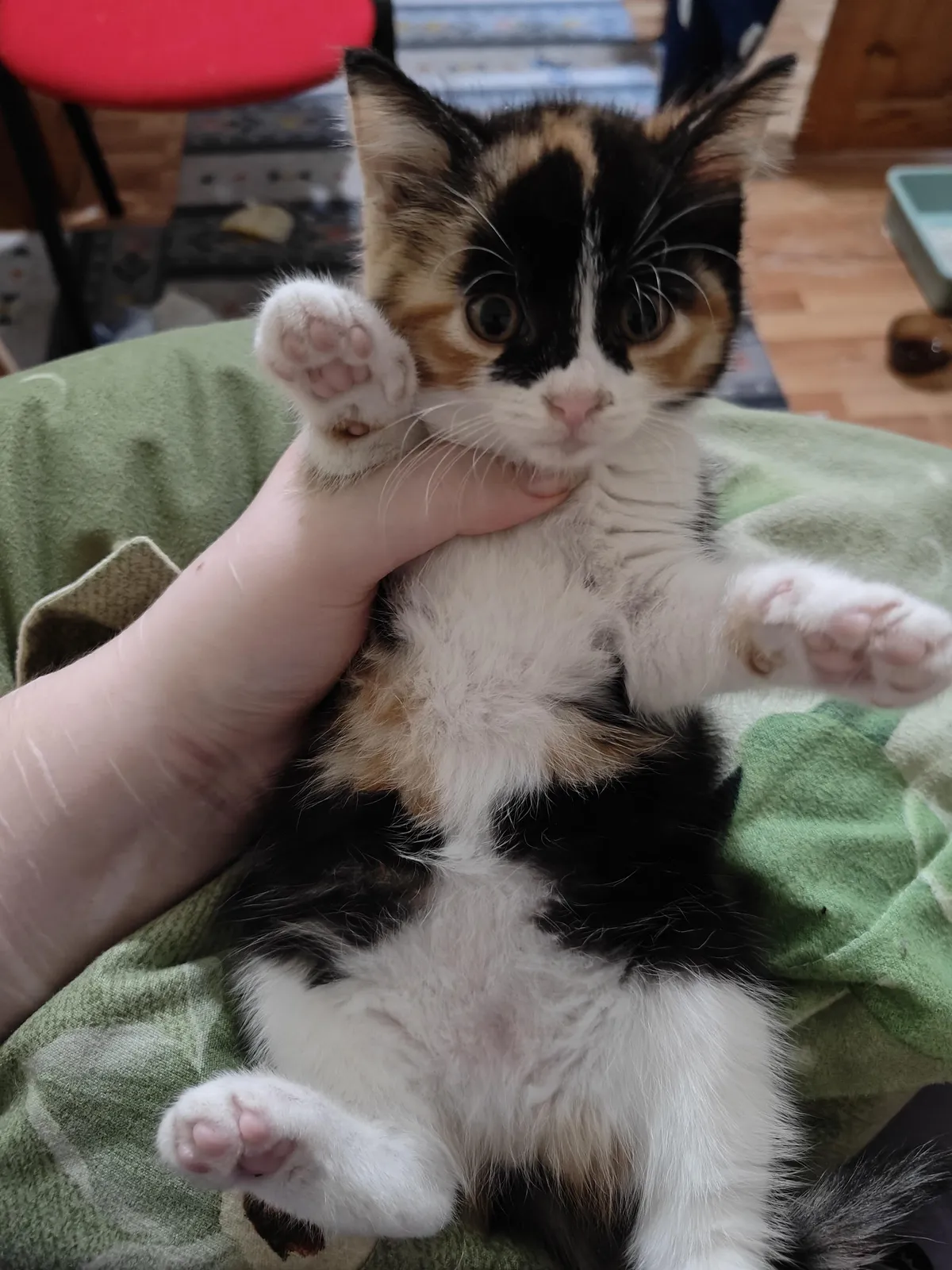 I accidentally sat on my kitten but she seems perfectly okay?? I am obese. And I am panicking.