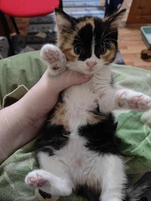 I accidentally sat on my kitten but she seems perfectly okay?? I am obese. And I am panicking.