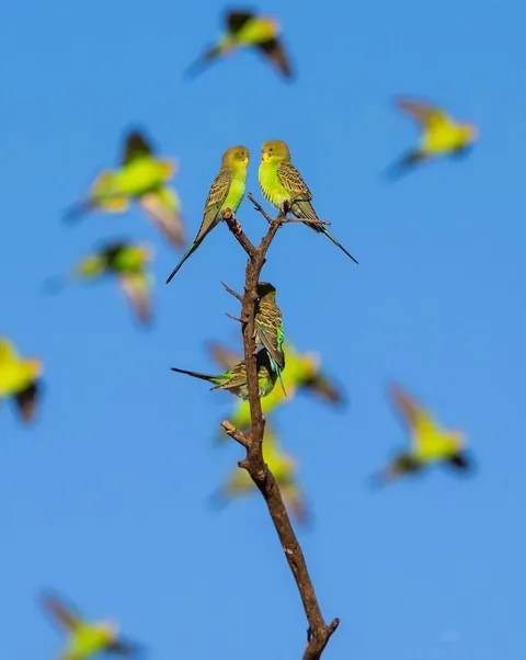 🔥 A Chatter of Budgies 🔥