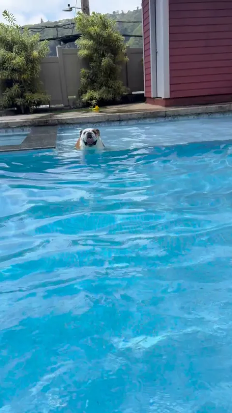 He doesn’t like to walk, so we found another way for him to get his exercise.