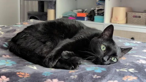 I brought her fall blanket out...I think she's happy! ✨