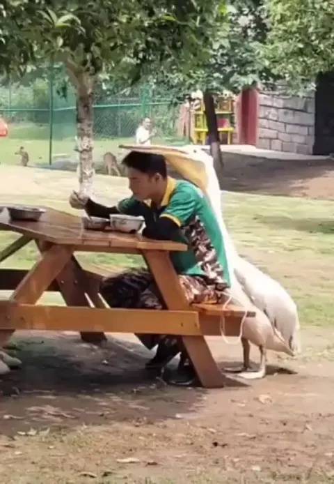 This pelican won't let the dude eat his food