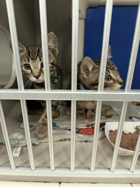 Picking up these two brothers tomorrow afternoon. Funniest names will be chosen