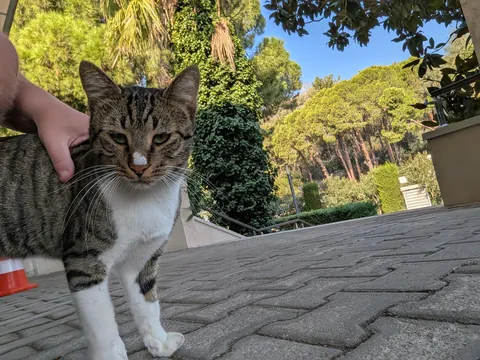 The huge collection of cats I found on my adventure to Turkey😅😊