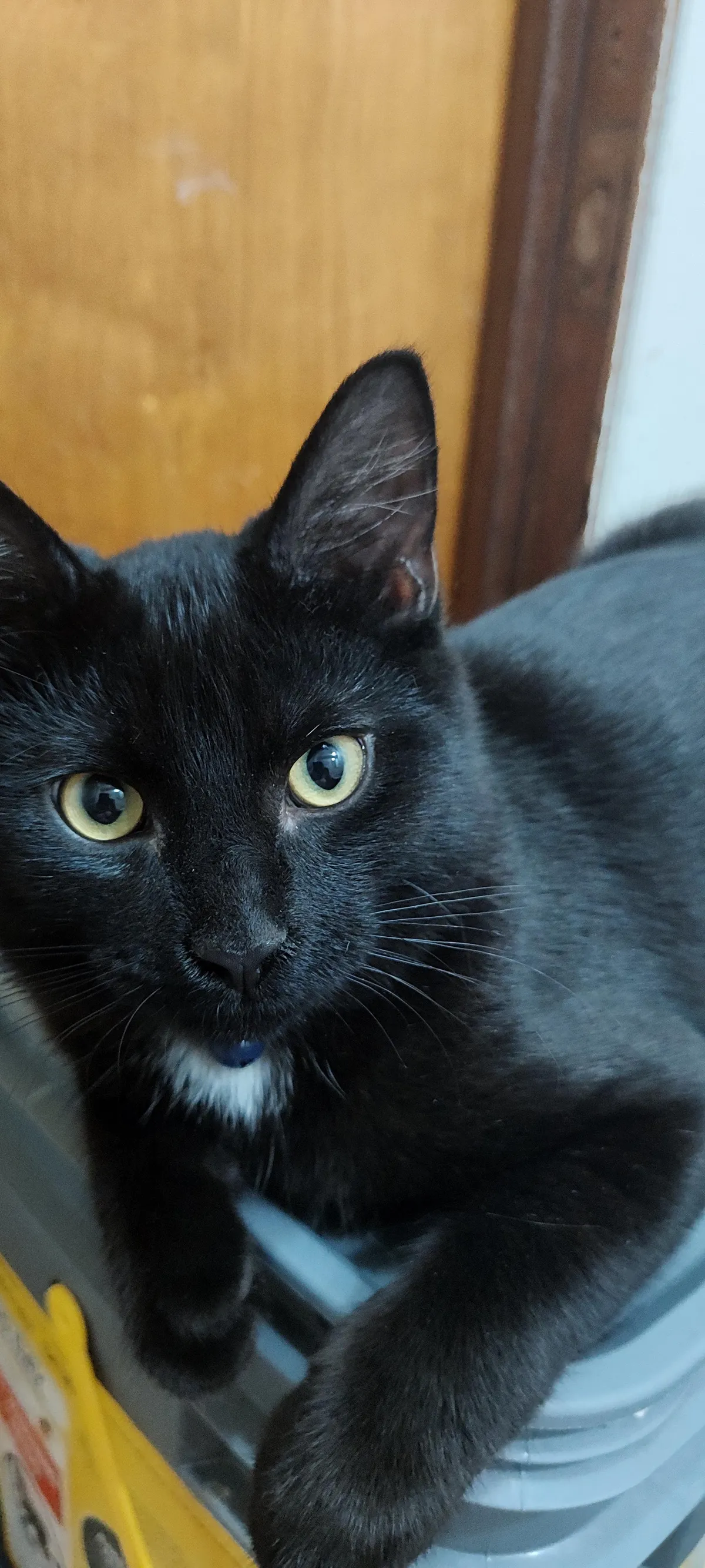 I am proud of my cat.