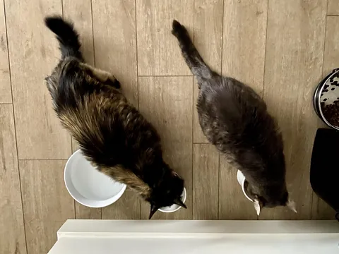 Synchronized eaters