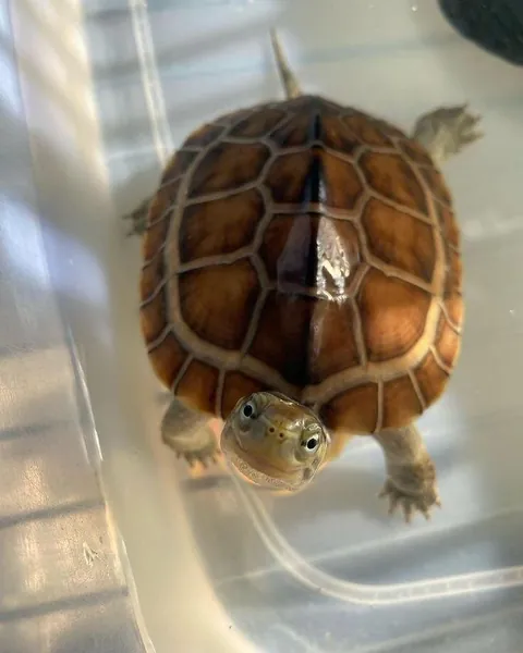 Say Hi to him or your October will be messed up 😤