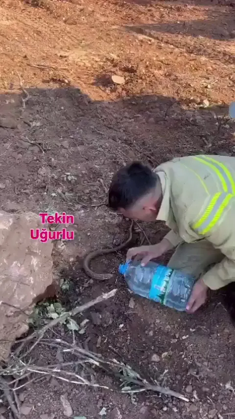 A firefighter gives water to a dehydrated snake