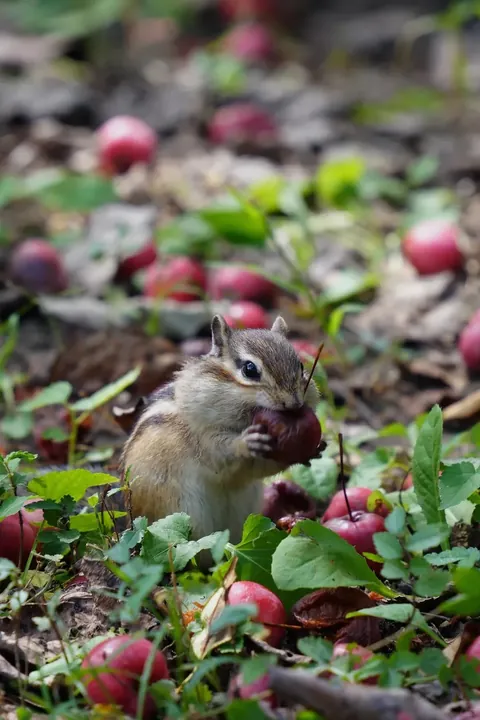 Spotted the cutest chipmunk ever at my local park!