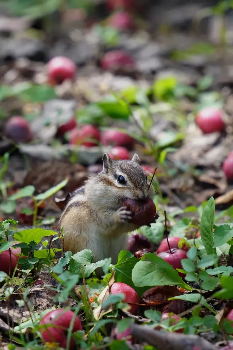 Spotted the cutest chipmunk ever at my local park!