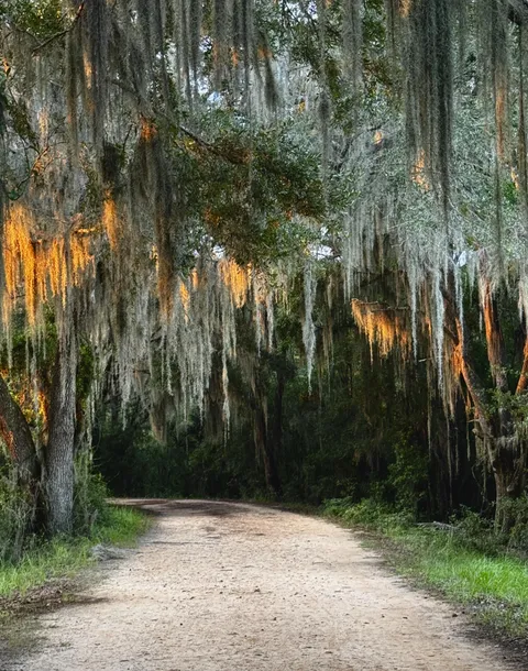 🔥Spanish moss colored by the golden afternoon light