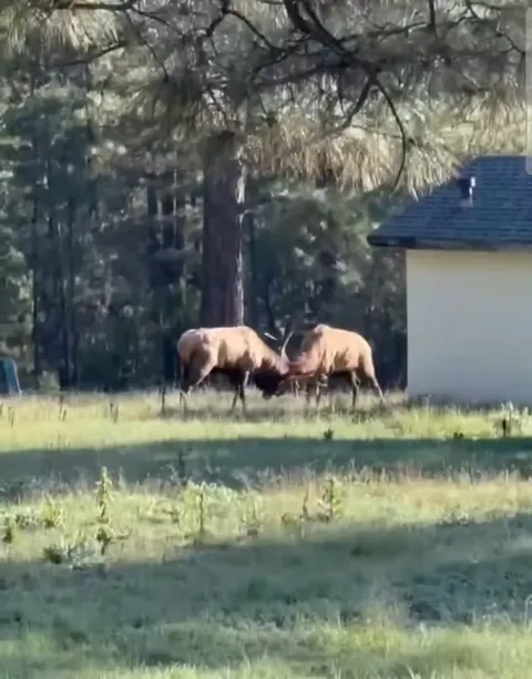 🔥 Elk in Alto, NM 🔥