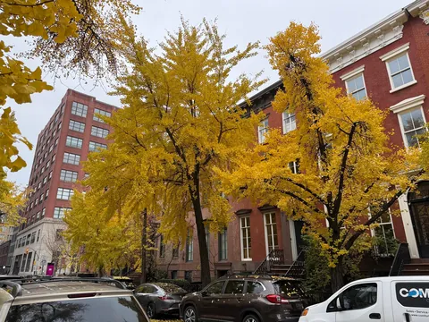 The ginkgo tree has existed for over 270 million years basically unchanged, has no living relatives (only species in its whole genus) and is completely unique in almost every way.