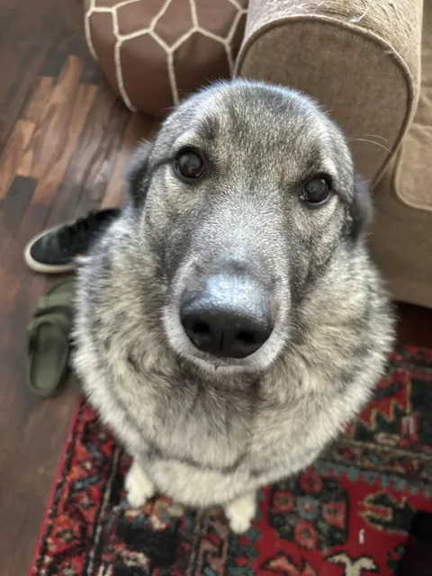 So cute and such a round snoot