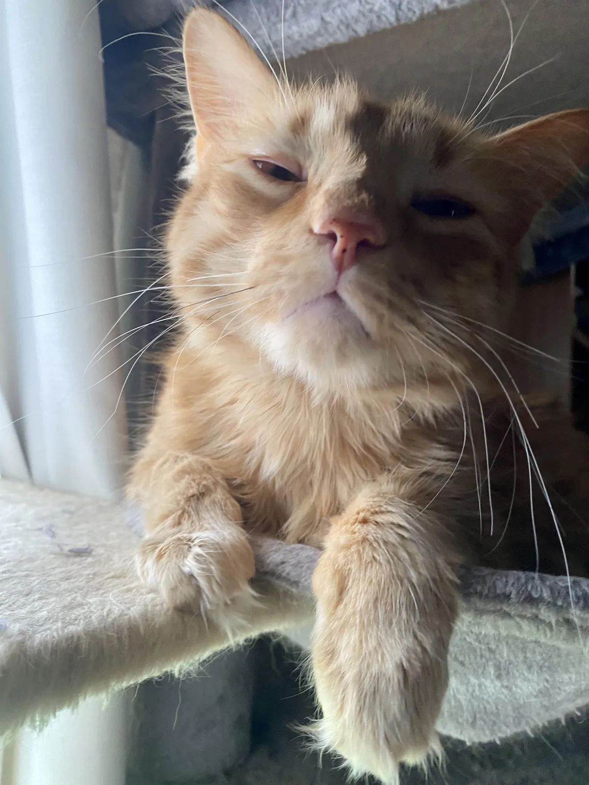 I interrupted his beloved catnap.