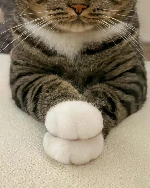 those paws