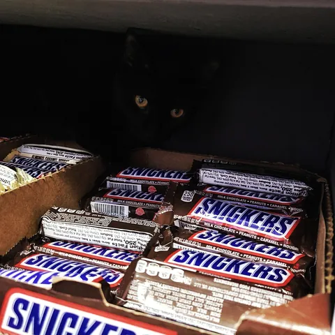 On the front lines of the great candy war, a lone warrior guards a trove of precious sucrose - he is his family's only chance of survival.