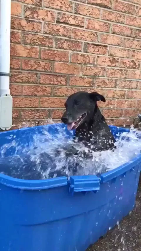 A good boy staying cool!