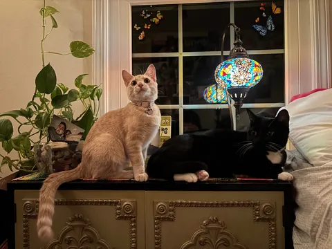 Is my cat a cream color or orange