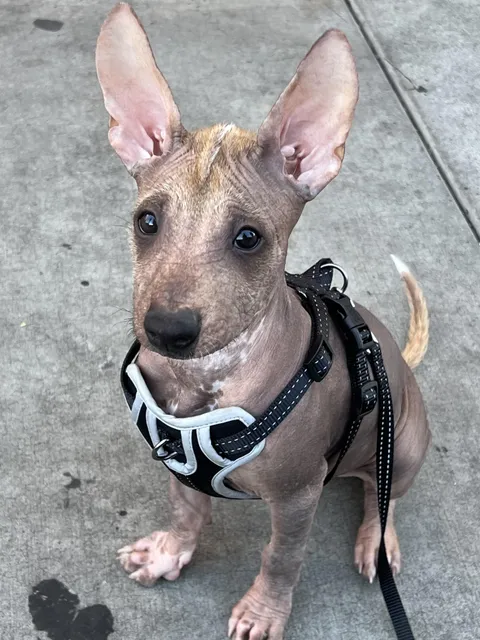 happy 3 months to my deer-looking puppy!