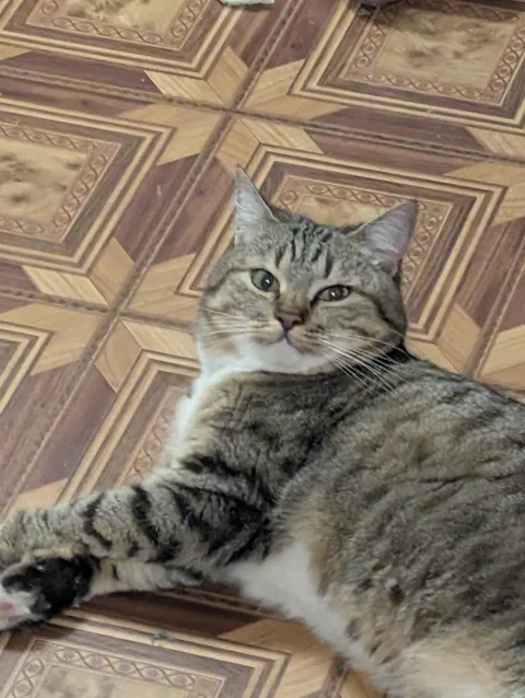 Hello reddit, meet my cat Seva, he is a very sweet and affectionate cat and he REALLY loves play❤️