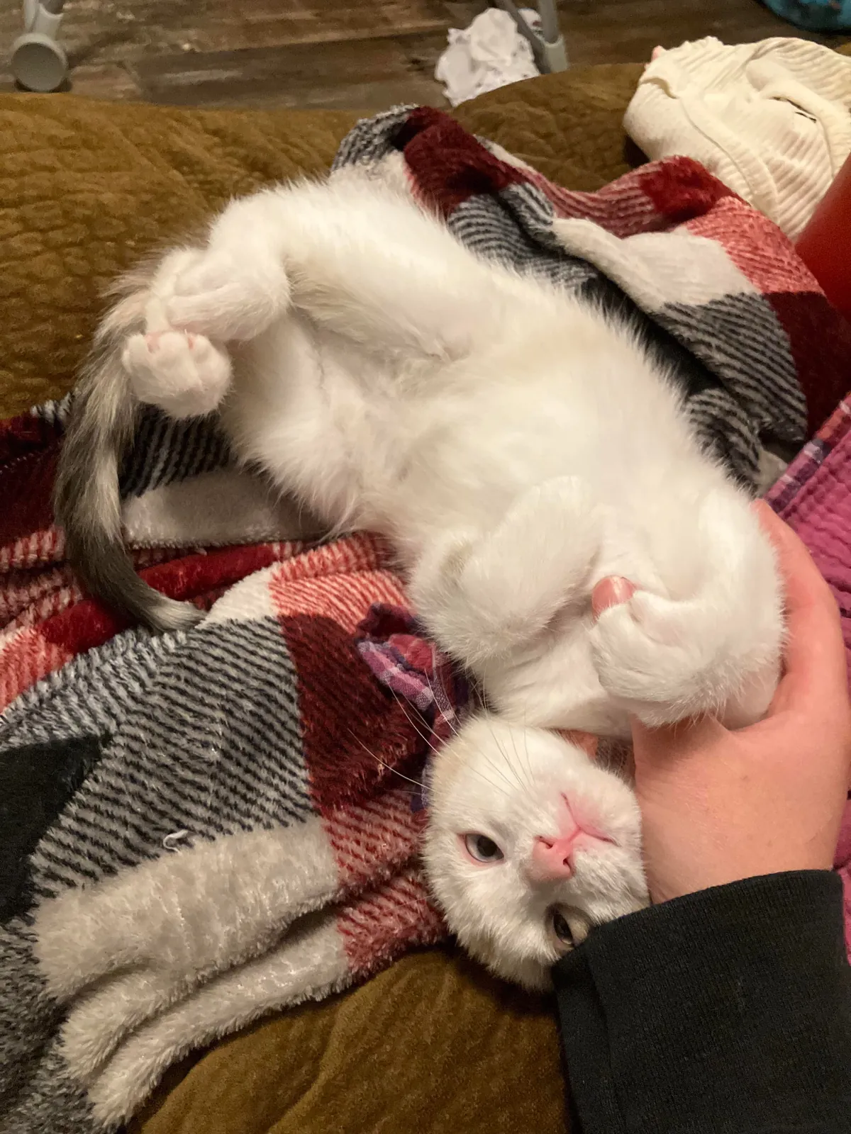 Returned for not being cuddly enough