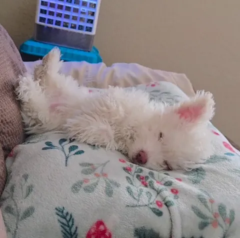 Waffles at 12 weeks old.