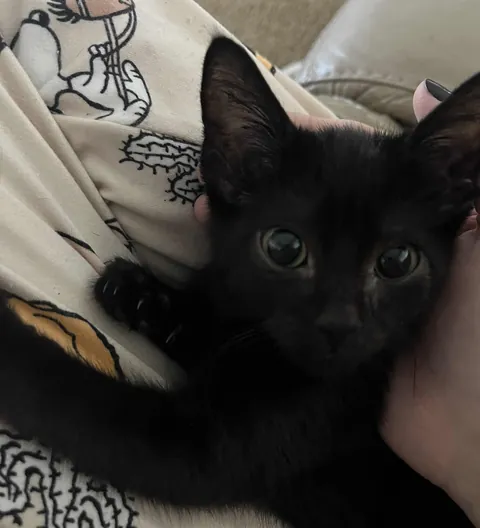 My bf got me a kitten!!