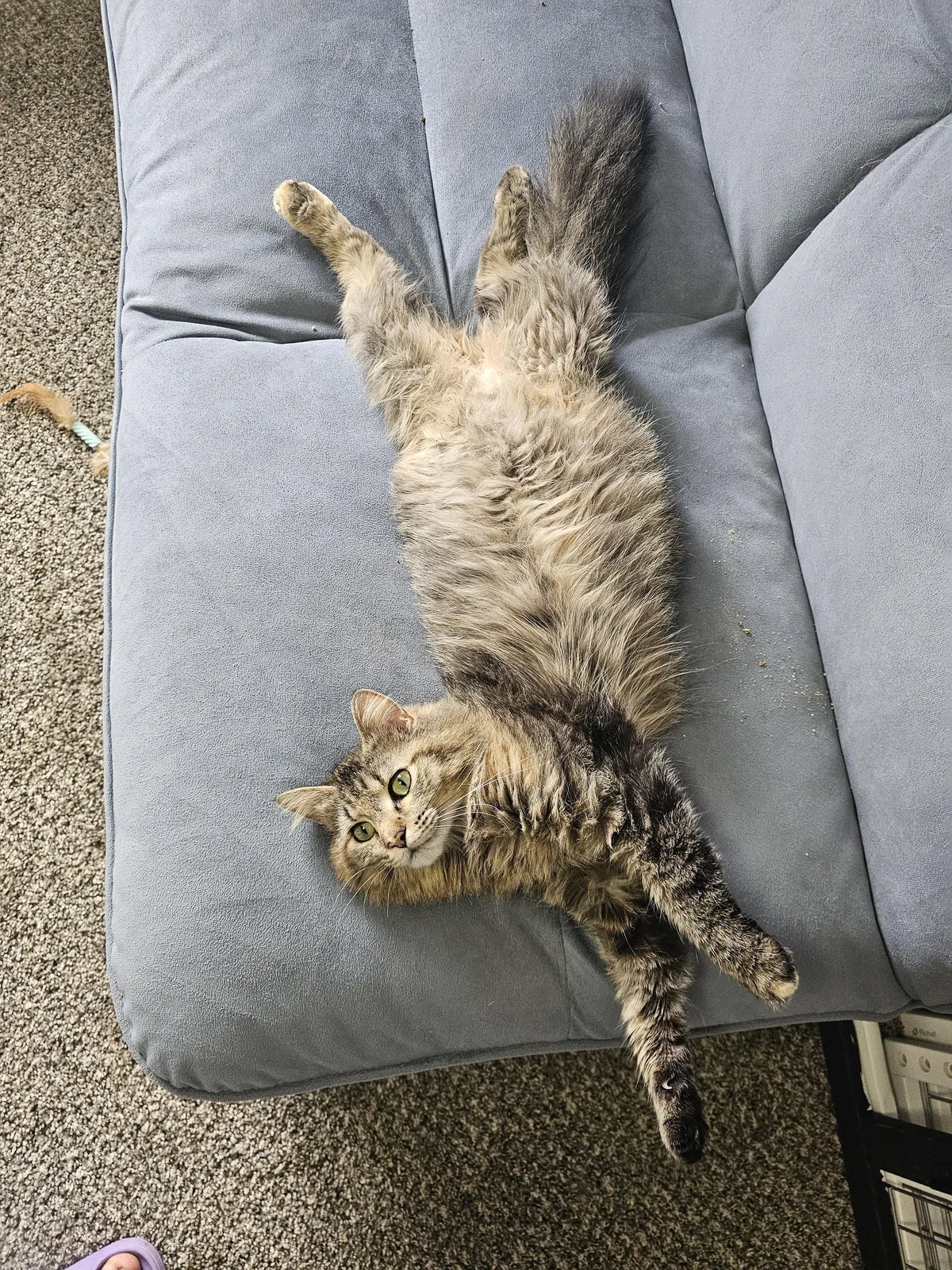 The pregnant cat I am fostering attacked me this morning when i was feeding her. What should I do?