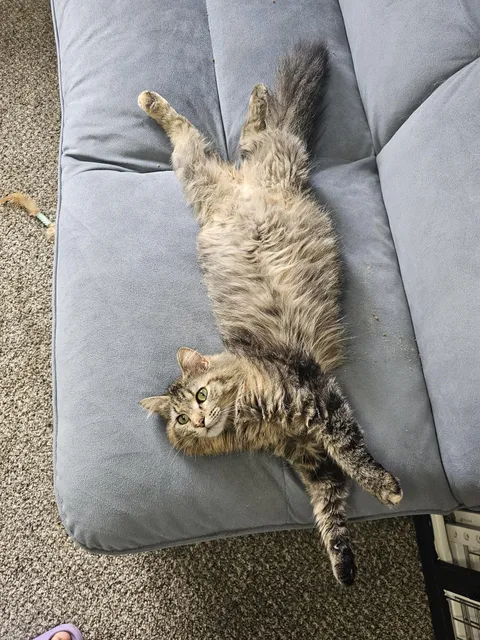 The pregnant cat I am fostering attacked me this morning when i was feeding her. What should I do?