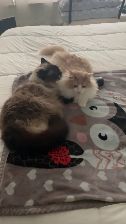 If two pets have a perfect bond, don’t separate them. ❤️