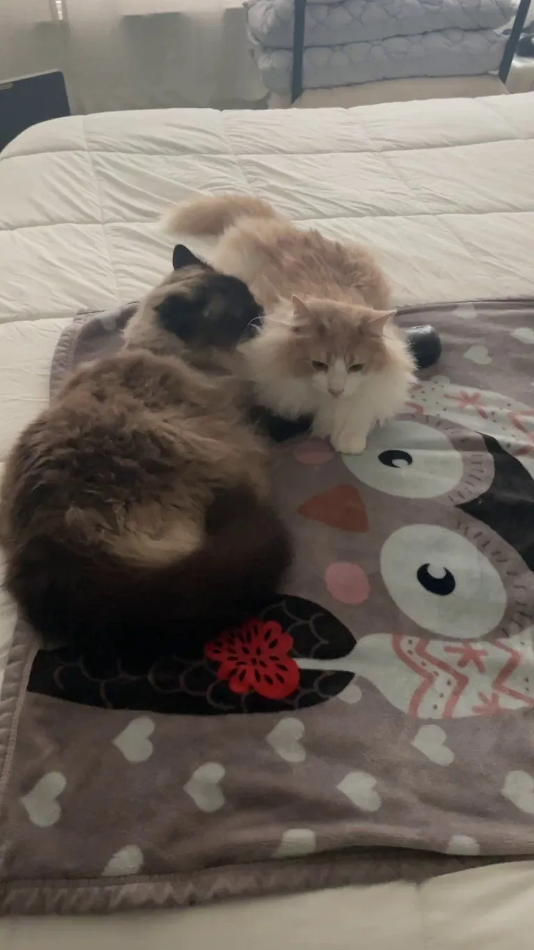 If two pets have a perfect bond, don’t separate them. ❤️