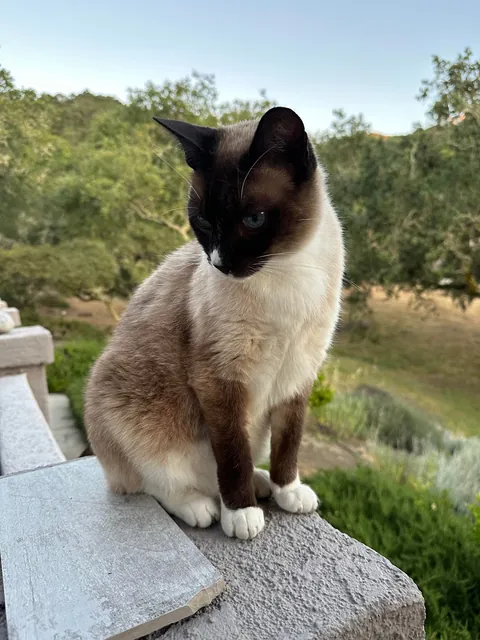 My buddy is gone 2019-2025